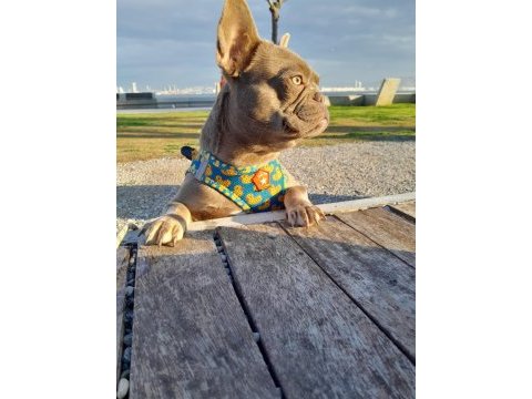 İsabella tan dişi french bulldog