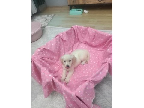 2 aylık golden retriever