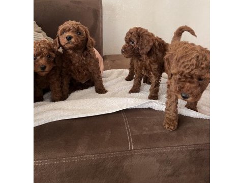 Toy poodle