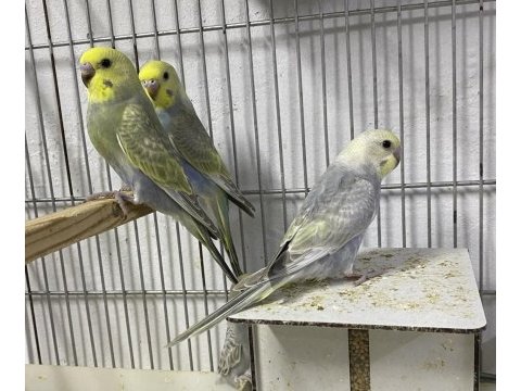 Greywings muhabbet kuşları