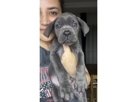 Blue cane corso erkek 2 aylık