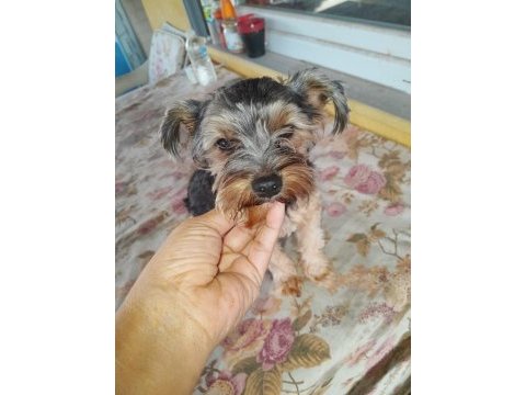 4 aylık yorkshire terrier