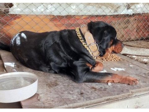 Safkan erkek üst düzey alan koruma rottweiler
