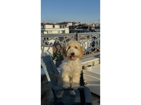 Maltipoo ateş