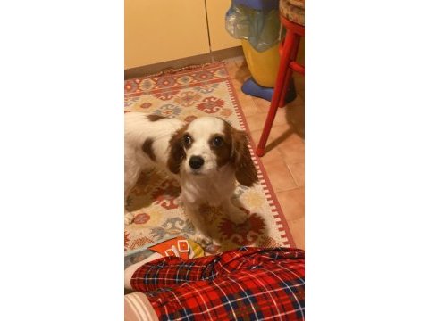 11 aylık cavalier king charles
