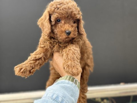 Petmode köpek çiftliğinde ziyarete açık toy poodle