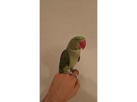 Acil satılık alexander papağanı