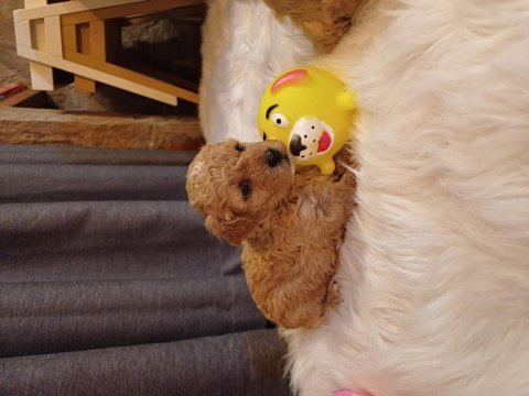 Red apricot toy poodle bebeklerimiz