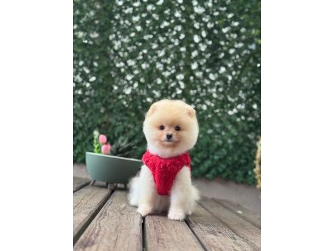 Pamuk şekeri pomeranian boo