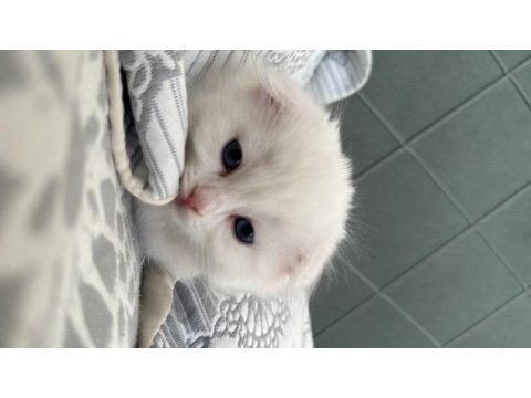 55 günlük scottish fold yavrular yeni yuvalarını arıyorlar