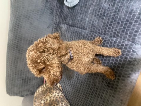 Acil oyuncu poodle oğlum