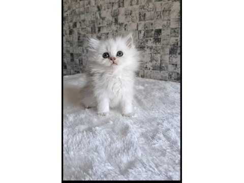 British longhair erkek silver shaded