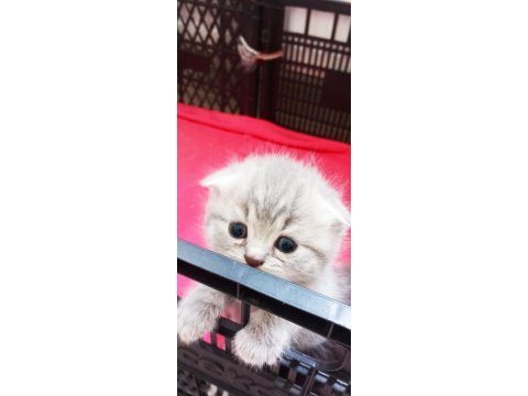 Minik kedilerim