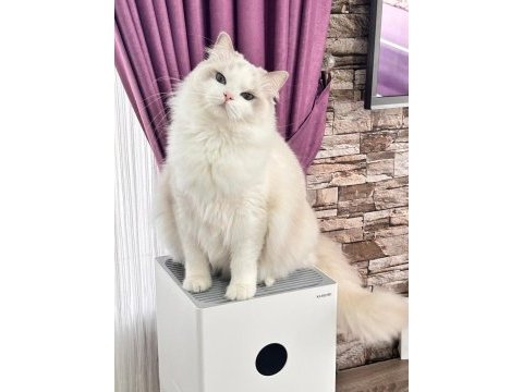 Ayrıcalıklı olmak isteyenlere ragdoll yavrular