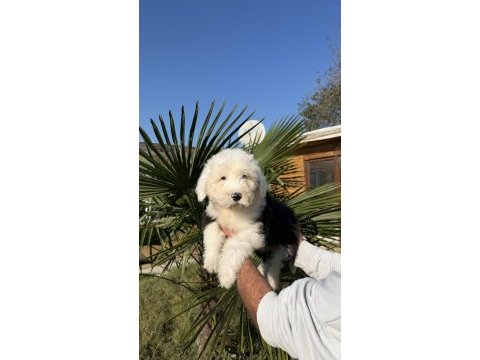 Nadir ırk - bobtail - old english sheep dog