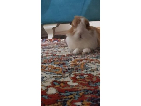 Dişi tavşan arıyorum