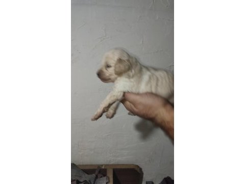 Maltipoo yavrularımız yeni sahiplerini ariyor