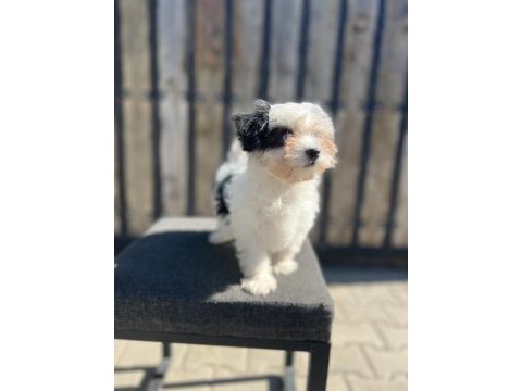 Morkie yavru