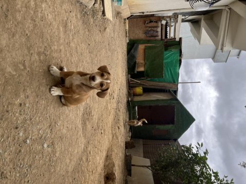 75 günlük küçük fino köpekler