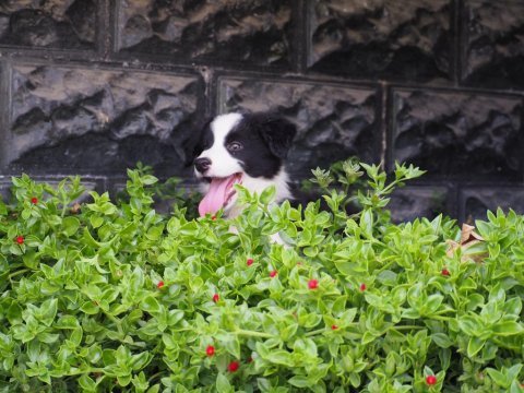 Border collie köpeği yavrularımız
