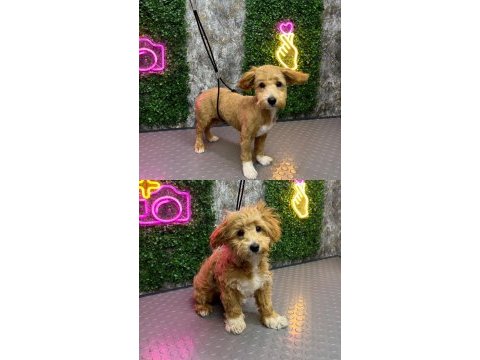 5 aylık maltipoo aşıları tam kıyafet aksesuarlar hediye