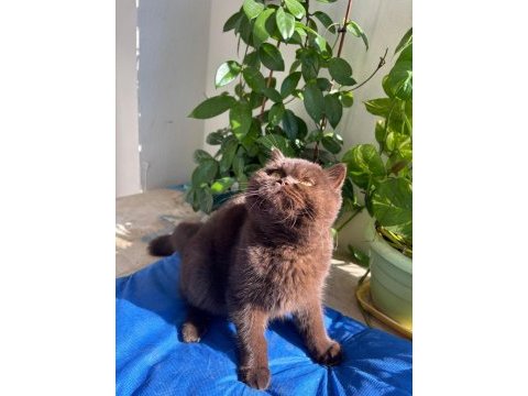 British shorthair chocolate bri b kodlu safkan