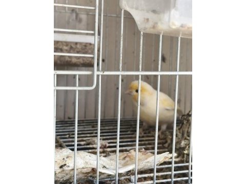 Vasıflı kanaryalar ev uretimi