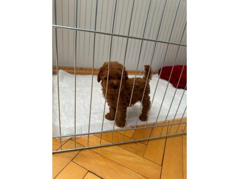 Üretim ruhsatlı evimizden wc eğitimli toy poodle