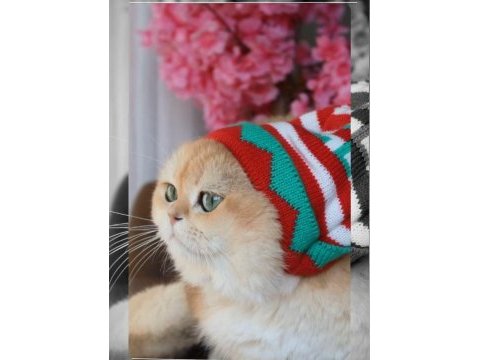 British shorthair pasha yeni ailesini arıyor