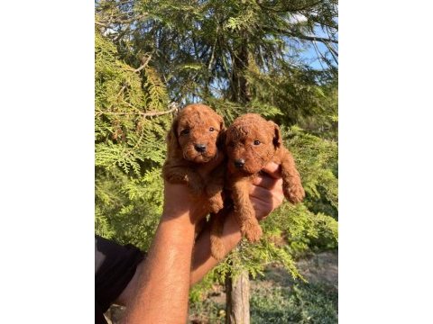 1. kalite toy poodle yavruları