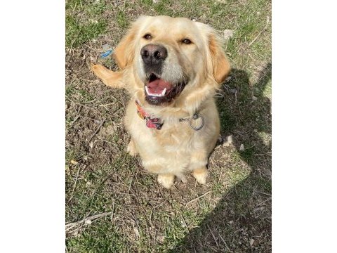 Afyon ücretsiz yavru köpek sahiplendirme