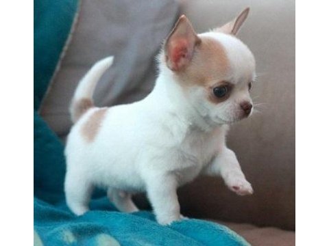 Evinizin neşesi olacak hareketli chihuahua yavrularım