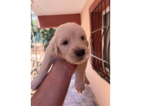 Irk ve sağlık garantili golden retriever bebeklerimiz