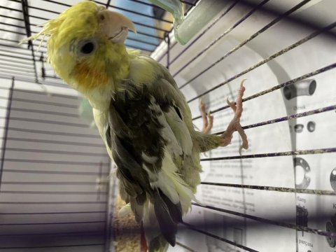 9 aylık erkek pied sultan papağanı