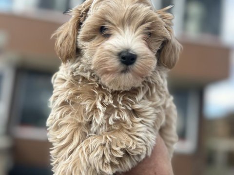 En güzel wc eğitimli aşılı karneli maltipoo yavrular