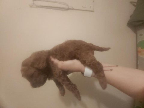 F2 kızıl kahve lekesiz erkek maltipoo