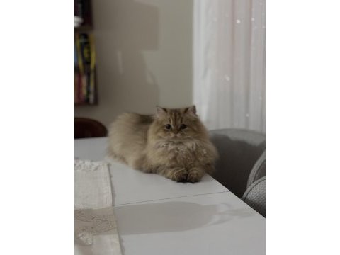 Ücretsiz sahiplendirme british longhair kedimiz 1 yaşında