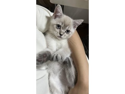 Son kalan british shorthair yavrumuz