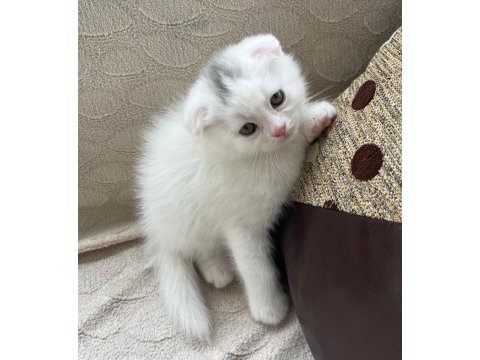 Scottish fold 45 günlük yavru