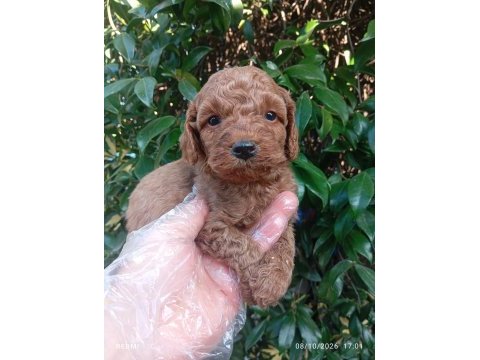 Irk ve sağlık garanti poodle yavrularımız