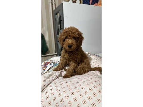 Toy poodle 60 günlük yavru