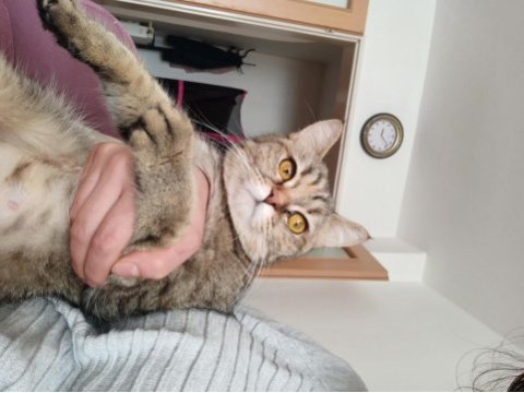 Ücretsiz cins kedi sahiplendirme
