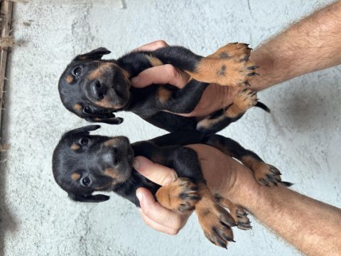 Asil doberman yavrular