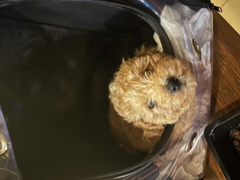 Çok oyuncu ve tatlı maltipoo
