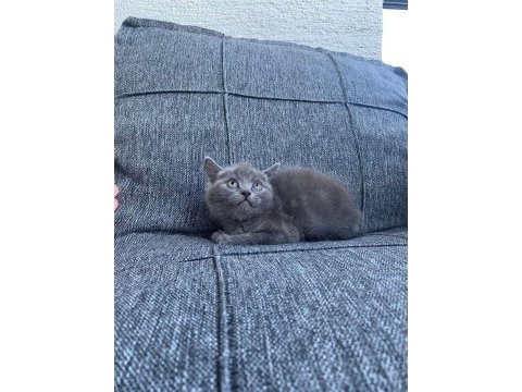 2 erkek british shorthair blue yavrular