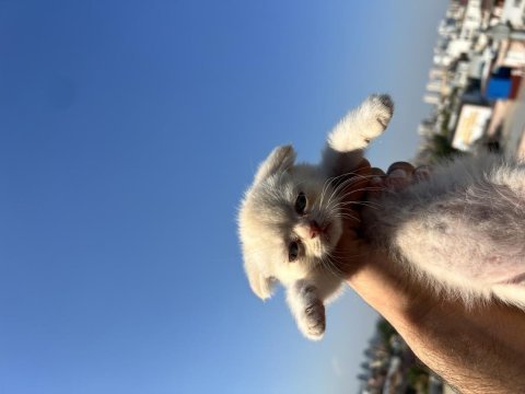 2 aylık scottish fold gold rengi kedimiz ilanda