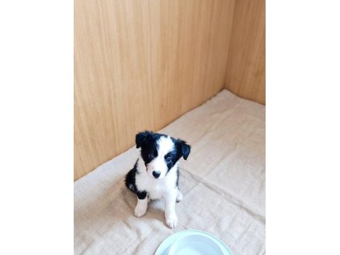 Yeni ailelerine gitmeye hazır yavru köpekler