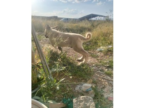 2 aylık safkan kangal