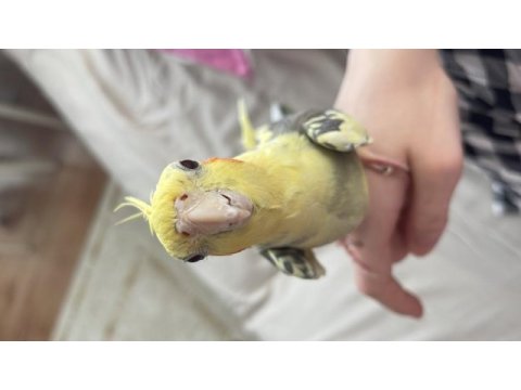 Taşınacağım için kuşumu sahiplendiriyorum