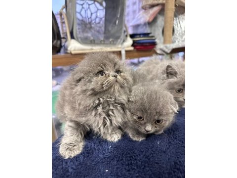Yeni kedilerimiz yeni yuvalarına gitmeye hazırlar